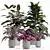 Exotic Indoor Plant Set 3D model small image 1