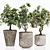 Tropical Indoor Citrus Tree Set 3D model small image 3