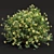 Zistrose & Coronilla 3D Flower Models 3D model small image 3