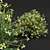 Zistrose & Coronilla 3D Flower Models 3D model small image 5