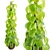 Epipremnum aureum 3D Model Display 3D model small image 1