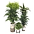 Botanical 3D Plant Collection: Areca Palm 3D model small image 2