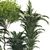 Botanical 3D Plant Collection: Areca Palm 3D model small image 3