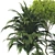 Botanical 3D Plant Collection: Areca Palm 3D model small image 5