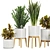 Modern Indoor Plant Set V5 3D model small image 2