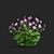 Hybrid Anemone Bush Collection 3D model small image 5