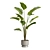 Exotic Indoor Plants Selection Pack 3D model small image 4