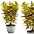 Variegated Croton Plant Model 3D model small image 1