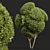 Ficus Concinna Trio Bonsai Set 3D model small image 3