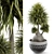Breathtaking Beaucarnea 005 Render 3D model small image 1
