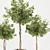 Florist Ficus Benjamina Design Set 3D model small image 3