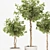 Florist Ficus Benjamina Design Set 3D model small image 7