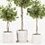 Florist Ficus Benjamina Design Set 3D model small image 9