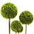 Elegant Cypress Pom Pom Topiary 3D model small image 2