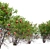 Punica Granatum Tree Set 3D model small image 4