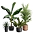 Exotic Indoor Plants Pack 43 3D model small image 1