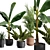 Exotic Indoor Plants Pack 43 3D model small image 2