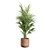 Exotic Indoor Plants Pack 43 3D model small image 4