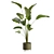 Calathea Lutea Potted Houseplant 3D model small image 5