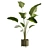 Calathea Lutea Potted Houseplant 3D model small image 6