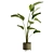 Calathea Lutea Potted Houseplant 3D model small image 7