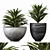 Song Of India Plant Set 3D model small image 1