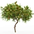 Tangerine Tree 3D Models Set 3D model small image 2