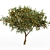 Tangerine Tree 3D Models Set 3D model small image 3