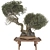 Bonsai Tree 3D Model Set 3D model small image 1