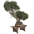 Bonsai Tree 3D Model Set 3D model small image 2