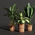 Variety Indoor Plants Collection 25 3D model small image 1