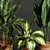 Variety Indoor Plants Collection 25 3D model small image 2