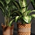 Variety Indoor Plants Collection 25 3D model small image 3