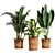 Variety Indoor Plants Collection 25 3D model small image 7