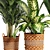 Variety Indoor Plants Collection 25 3D model small image 9