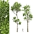 Fagus Grandifolia & Sylvatica 3D Models 3D model small image 1