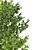 Fagus Grandifolia & Sylvatica 3D Models 3D model small image 3