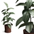 Rubber Plant Ficus Elastica 3D model small image 1