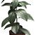 Rubber Plant Ficus Elastica 3D model small image 2