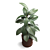 Rubber Plant Ficus Elastica 3D model small image 3