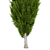 Optimized Mediterranean Cypress Tree Model 3D model small image 2