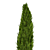 Optimized Mediterranean Cypress Tree Model 3D model small image 3