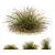 Colorful Fountain Ornamental Grass 3D model small image 1