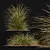 Colorful Fountain Ornamental Grass 3D model small image 3