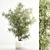 Modern Olive Tree in Concrete Planter 3D model small image 1