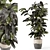 Modern Indoor Ficus Plant Set 3D model small image 1