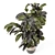 Modern Indoor Ficus Plant Set 3D model small image 2