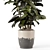 Modern Indoor Ficus Plant Set 3D model small image 4