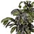 Modern Indoor Ficus Plant Set 3D model small image 5