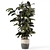 Modern Indoor Ficus Plant Set 3D model small image 6